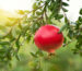 100% natural pomegranate juice