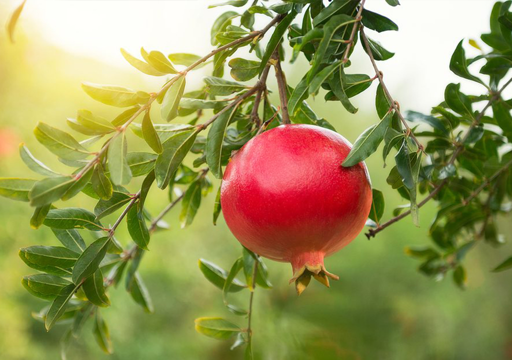 100% natural pomegranate juice